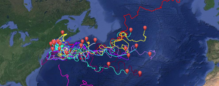 Tracking marine debris transport